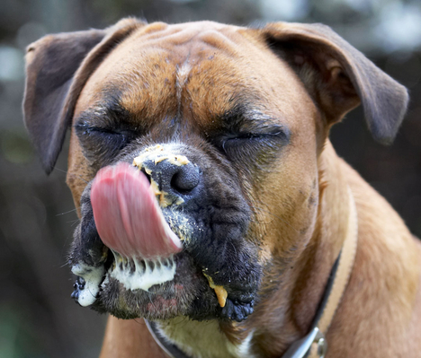 .......... well, I'll have another go
Ключові слова: Animal Animals Boxer Boxers butter Canine Canines Dog Dogs Land Mammal Land Mammals Nog Peanut Play Playing Playtime Terrestrial Mammal Terrestrial Mammals Tongue