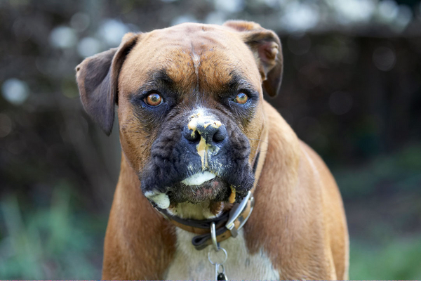 Go on, admit it, I AM handsome!!
Ključne besede: Animal Animals Boxer Boxers butter Canine Canines Dog Dogs Land Mammal Land Mammals Nog Peanut Play Playing Playtime Terrestrial Mammal Terrestrial Mammals