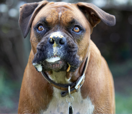 I am soooooooooo cool
Ключови думи: Animal Animals Boxer Boxers butter Canine Canines Dog Dogs Land Mammal Land Mammals Nog Peanut Play Playing Playtime Terrestrial Mammal Terrestrial Mammals