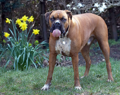 And still it comes ..........
Anahtar kelimeler: Flower flowers Land Mammal Land Mammals Nog Peanut Play Playing Playtime Terrestrial Mammal Terrestrial Mammals Tongue Animal Animals Boxer Boxers Butter Canine Canines Daffodils Dog Dogs Flora