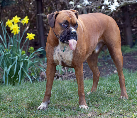 Can I reach.........
Keywords: flowers Land Mammal Land Mammals Nog Peanut Play Playing Playtime Terrestrial Mammal Terrestrial Mammals Tongue Animal Animals Boxer Boxers Butter Canine Canines Daffodils Dog Dogs Flora Flower