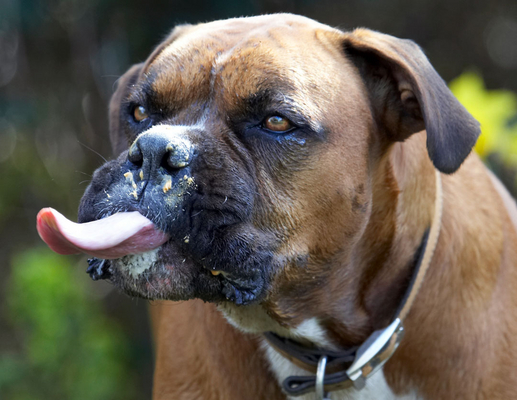 ........... my  nose??
Keywords: Animal Animals Boxer Boxers butter Canine Canines Dog Dogs Land Mammal Land Mammals Nog Peanut Play Playing Playtime Terrestrial Mammal Terrestrial Mammals Tongue