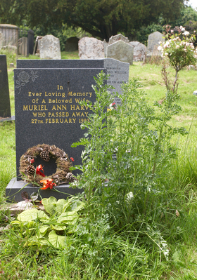 Martley Parish Church cemetery
A relatively recent burial, with a weed taller than the gravestone itself.
Keywords: cemeteries Cemetery Church Grave Graves Graveyard Graveyards Headstone Headstones Martley Parish Church Parish Parish church Worcestershire