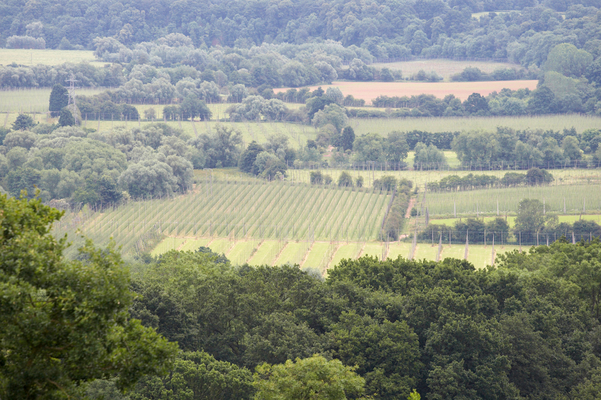 A crop of growing hops
Viewed from the hilltop near Martley, looking towards the Malvern Hills
Keywords: Hops Malvern Martley Scenic View Worcestershire
