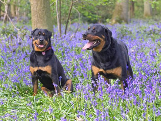 Missy and Ronan
Klíčová slova: Missy Ronan Rottweiler bluebells blue bells Lord's Wood spring blue flowers