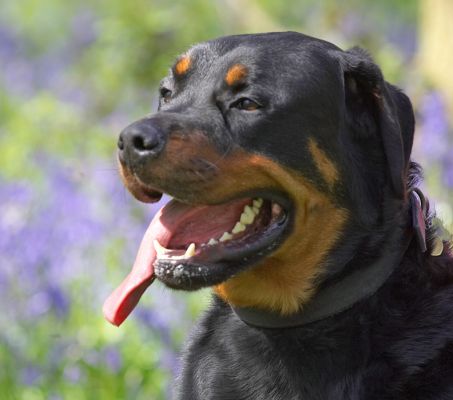 Ronan
At Lord's Wood
Keywords: Ronan Rottweiler bluebells blue bells Lord's Wood spring blue flowers