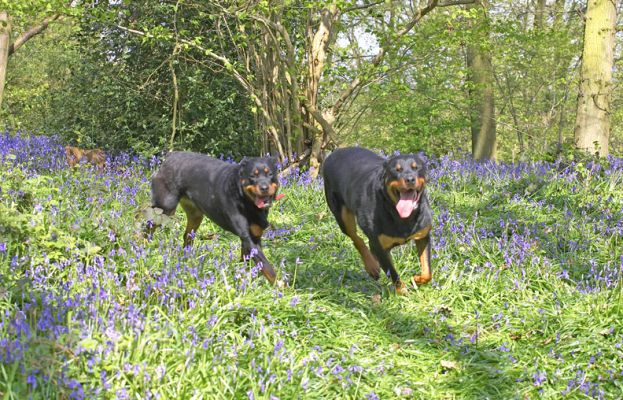 Missy and Ronan
Here they come -- running down the path at Lord's Wood
Λέξεις-κλειδιά: Missy Ronan Rottweiler bluebells blue bells Lord's Wood spring blue flowers