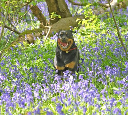 Missy Running Through The Bluebells
At Lord's Wood
Palabras Clave: Missy Rottweiler bluebells blue bells Lord's Wood spring blue flowers