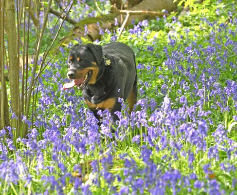 Ronan in the Bluebells
At Lord's Wood
Trefwoorden: Ronan Rottweiler bluebells blue bells Lord's Wood spring blue flowers