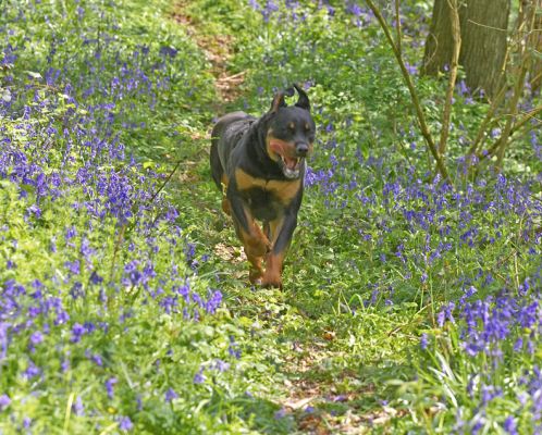 Ronan With Bat Ears
AT Lord's Wood, running down the path.
Anahtar kelimeler: Ronan Rottweiler bluebells blue bells Lord's Wood spring blue flowers bat ears