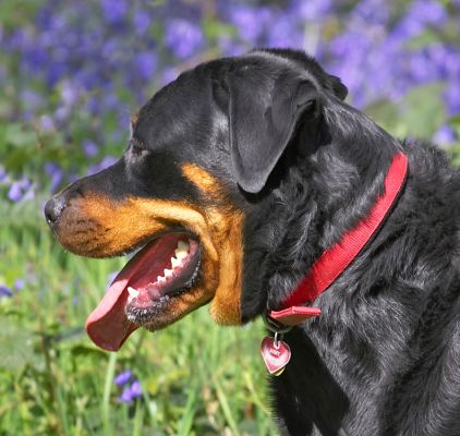 Missy and her Red Collar
Palabras clave: Missy Rottweiler bluebells blue bells Lord's Wood spring blue flowers red collar