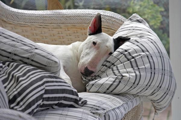 Kiko Napping in the Conservatory
On May 1 2006, Kiko's 11th Birthday
Anahtar kelimeler: Kiko birthday conservatory couch black and white napping bull terrier