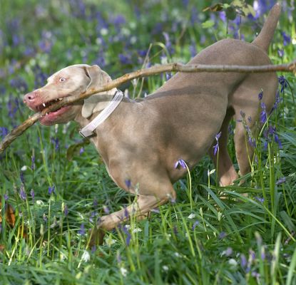 Moon Running With A Large Stick
Keywords: Moon Weimaraner Lord's Wood blue bell bluebell spring time springtime stick