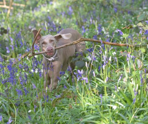 Moon Running with a Stick
الكلمات الإستدلالية(لتسهيل البحث): Moon Weimaraner Lord's Wood blue bell bluebell spring time springtime stick