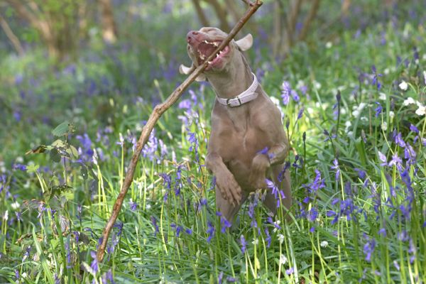 Moon
Keywords: Moon Weimaraner Lord's Wood blue bell bluebell spring time springtime stick