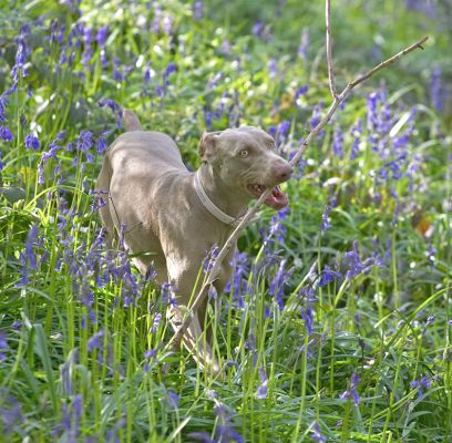 Moon With a Large Stick
Anahtar kelimeler: Moon Weimaraner Lord's Wood blue bell bluebell spring time springtime stick