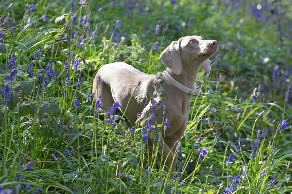 Moon
Looking at Marjorie --- who's holding a stick.
Ključne besede: Moon Weimaraner Lord's Wood blue bell bluebell spring time springtime