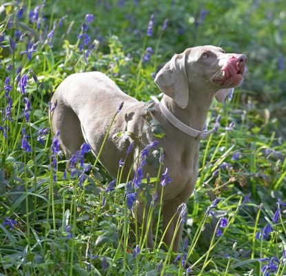 Moon
Licking her chops, waiting for Marjorie to throw the stick.
Klíčová slova: Moon Weimaraner Lord's Wood blue bell bluebell spring time springtime tongue