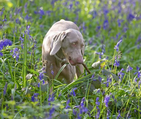 Moon Chewing A Stick
Keywords: Moon Weimaraner Lord's Wood blue bell bluebell spring time springtime stick