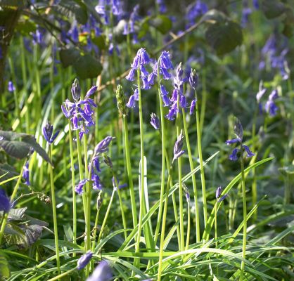 Bluebells in Lord's Wood
May 1 2006 -- a nice spring day, complete with (rare) sunshine.
Keywords: Lord's Wood springtime spring time sunshine blue bells flowers bluebells