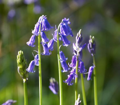 Bluebells in Lord's Wood
[url=http://www.uksafari.com/bluebells.htm]Bluebells[/url] --- [i]Hyacinthoides non-scripta[/i] --- flower early in the year, between April and June. In this way they can make good use of all the available light, before the trees above them become covered with leaves, and block out the sun.
Palabras clave: Lord's Wood springtime spring time bluebells Hyacinthoides non-scrpta Wild Hyacinths