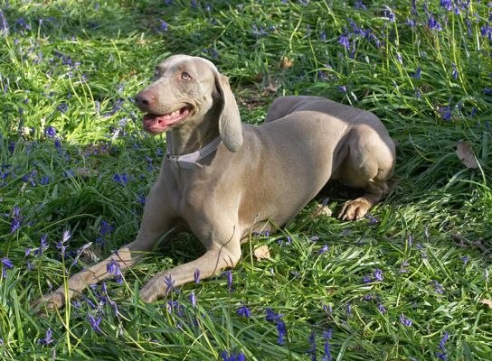 Moon
Anahtar kelimeler: Moon Weimaraner Lord's Wood bluebells springtime Lucies Farm