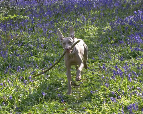 Moon Running With A Stick
Keywords: Moon Weimaraner Lord's Wood bluebells springtime Lucies Farm stick running