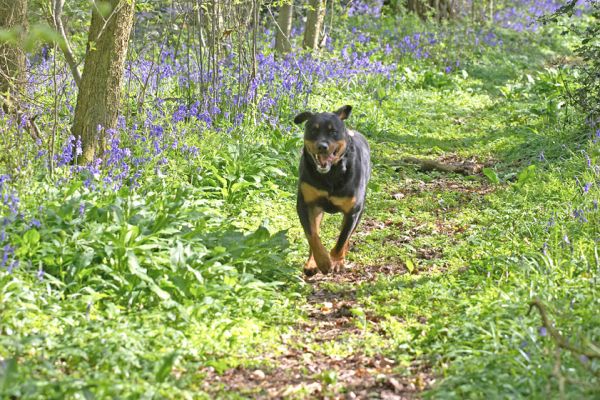 Running Ronan
At Lord's Wood
Keywords: Ronan Rottweiler running Lord's Wood bluebells springtime flowers blue flowers