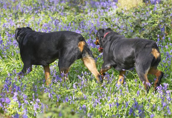 There They Go -- Ronan and Missy
Keywords: Ronan Missy Rottweiler Lord's Wood Lucies Farm dog boarding dog hotel