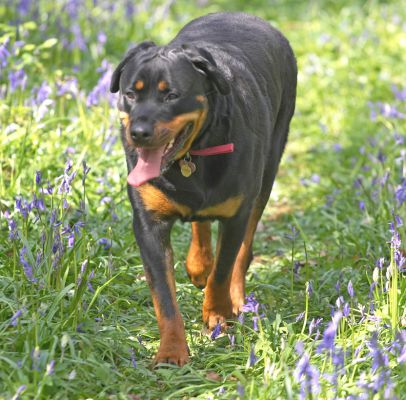 Missy
Ключови думи: Missy Rottweiler Lord's Wood