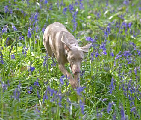 Moon Running Through The Bluebells
Lord's Wood, May 1 2006
Ключевые слова: Moon Weimaraner Lord's Wood bluebells blue bells