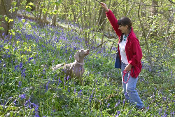 Marjorie Getting Ready to Throw A Stick
Moon is ready to chase it!
Keywords: Moon Weimaraner Marjorie stick Lord's Wood bluebells blue bells blue flowers throw toss catch fetch