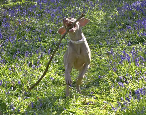 Moon With A Huge Stick
Palabras clave: Moon stick Weimaraner running bluebells blue bells Lord's Wood catch fetch