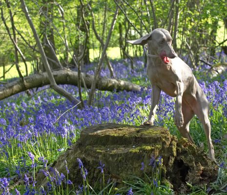 Moon Posing --- Well, Sort Of
Here's our "posing stump," with the bluebell background.  Moon didn't say "no," but she didn't say "yes" either.
Ključne besede: Moon posing Weimaraner bluebells blue bells Lord's Wood