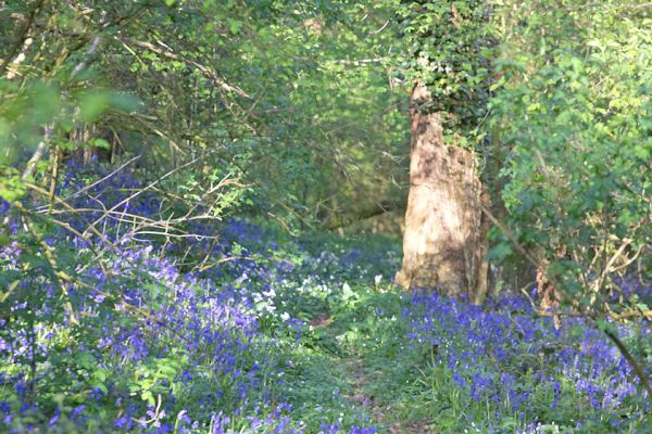 Bluebells in Lord's Wood
May 1 2006
Anahtar kelimeler: Lord's Wood blue bells bluebells springtime
