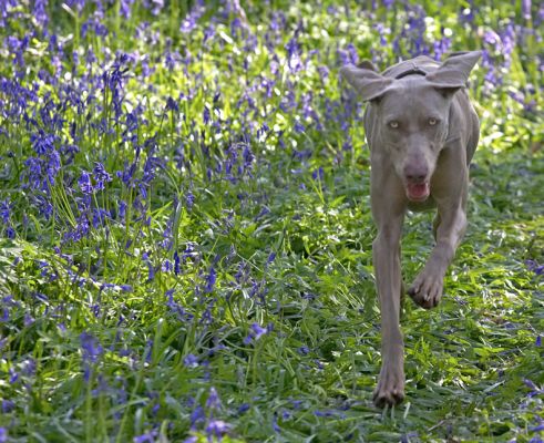 Here Comes Moon
This photo is best viewed (I think) large.  Keep double-clicking on the image until it gets to the largest size.
Palabras Clave: Moon Weimaraner bluebells blue bells Lord's Wood