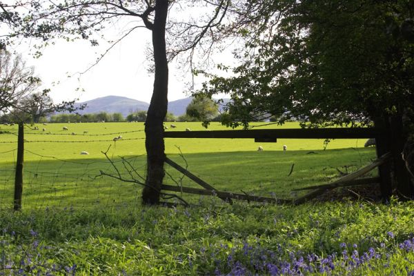 The View From Lord's Wood to the Malvern Hills
As sheep much the grass in Mr. Grizzell's Field.
Keywords: Lord's Wood sheep Malvern Hills Mr. Grizzell grazing springtime