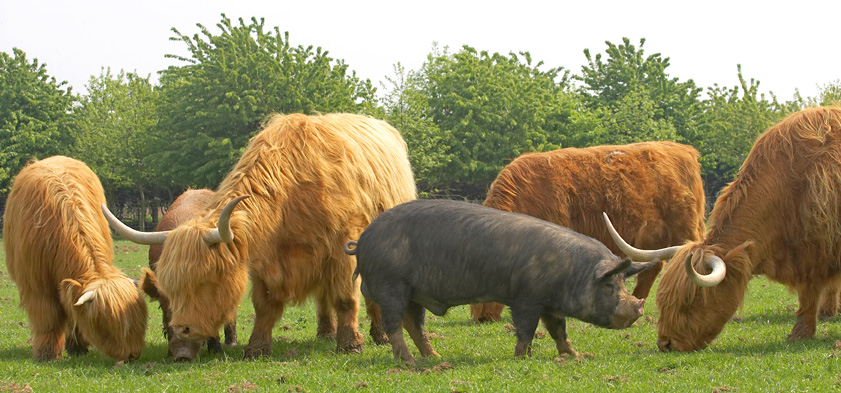 Highland Cattle and Kurobuta Pig Eating Together
Anahtar kelimeler: Kurobuta pig Berkshire pig Highalnd Cattle eating together mealtime meal time horns