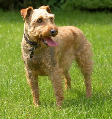 Surveying the scene
Ключови думи: Ripley Lakeland Terrier scene