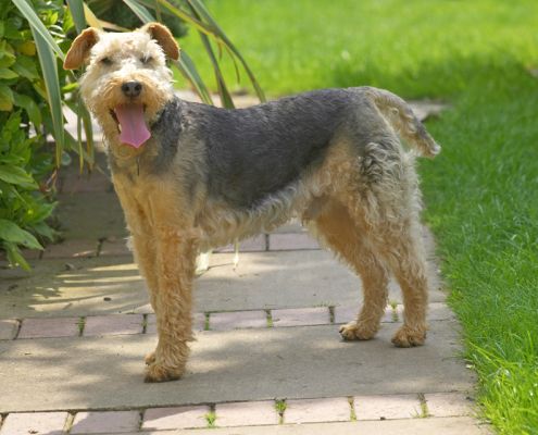 No, I am not going back to my room!
Schlüsselwörter: Alf Lakeland Terrier Lucies Farm Luxury dog hotel