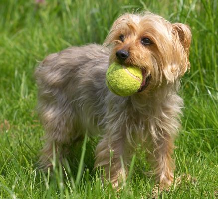 Anyone for tennis?
Klíčová slova: Maxie Yorkshire Terrier tennis ball