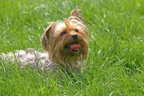 Boy, is it hot!
Keywords: Bonnie Yorkshire Terrier hot tongue grass