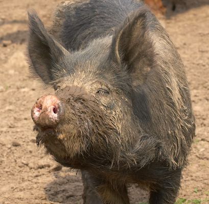 Kurobuta Pig Sniffing the Air
After having a nice soak in the mud puddle, this little piggy knew that there was food about.
Keywords: Kurobuta pig sniffing Berkshire pig mud pork