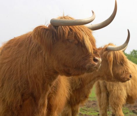 A Couple of our Older Highland Ladies
Enjoying one of the first warm days of spring.
Palabras clave: Highland cattle Highland cows horns springtime spring warmth