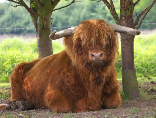 Lord Rannoch Surveys His Territory
His Lordship likes nothing more than to relax on the ground, in the shade of a tree, and watch his ladies.  Come to think of it, what's wrong with that?
Keywords: Lord Rannoch survey territory Highland Cattle Highland Bull