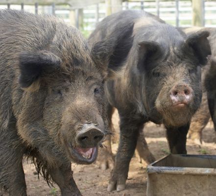 Two Kurobuta Pigs
Feeding time.
Keywords: Kurobuta pigs Berkshire pigs black pigs feeding time ears pork nostrils noses