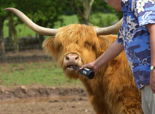 Highland Cow Enjoying A Cold Beer
Ключові слова: Highland cow cold beer Kobe beef grain diet beer diet horns
