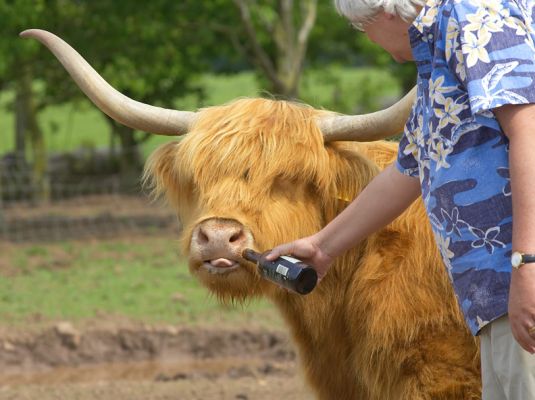 Highland Cattle Enjoying a Cold Beer
Keywords: Highland cattle Highland cow cold beer Kobe beef beer diet grain diet horns