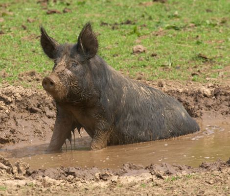 Kurobuta Pig Having a Rest in the Mud
It was a hot spring day, and what could be nicer than a dip in the cool mud?
Keywords: Kurobuta pig mud Berkshire pig spring day warm hot