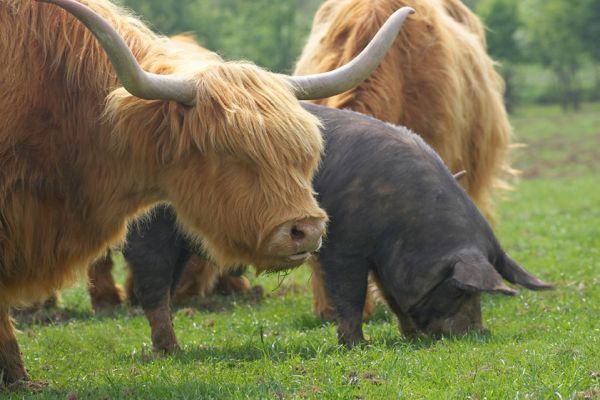 Dinner Time
We usually feed the cattle and the pigs separately, in troughs on opposite sides of the field.  But today was "photo" day, so we fed them together.  And they happily shared their feed.
Ključne besede: Highalnd cattle Kurobuta pig Berkshire pig feeding time